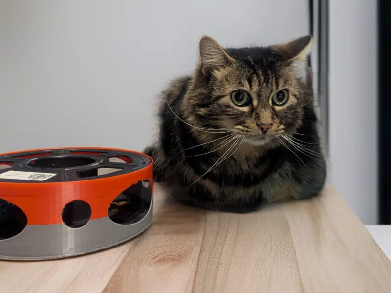 Sunlu spool cat toy 2.0