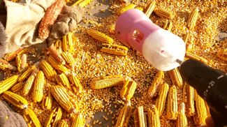 corn sheller 玉米 脱粒