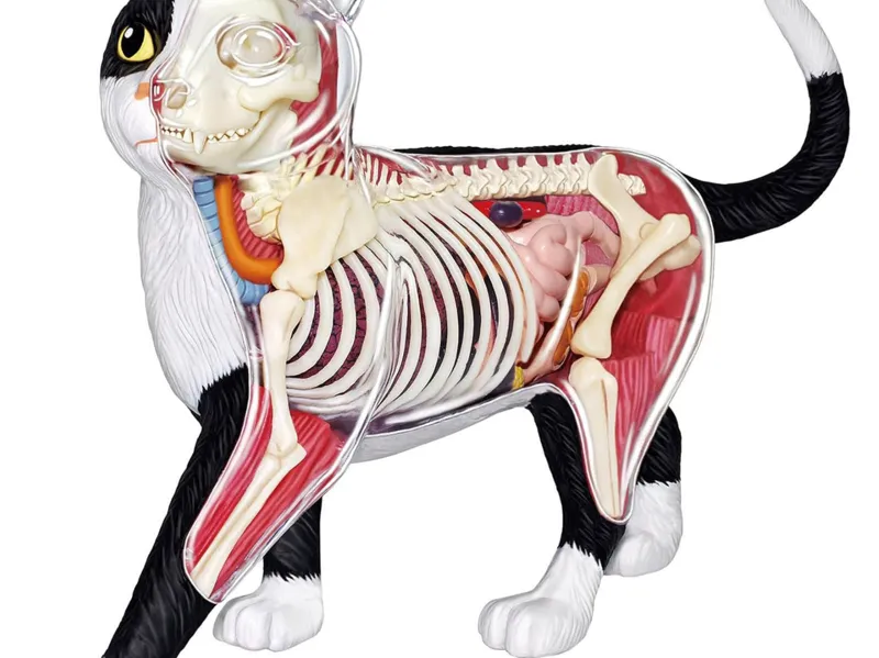 modelo anatômico de gato
