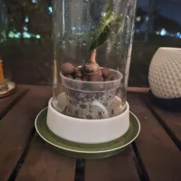 3.9" or 100mm Jar