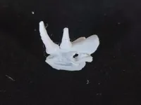0.2mm 层高, 2 层墙, 10% 填充