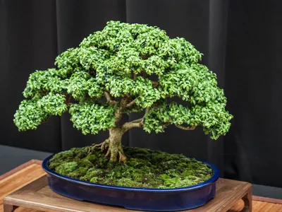 Bonsai tree