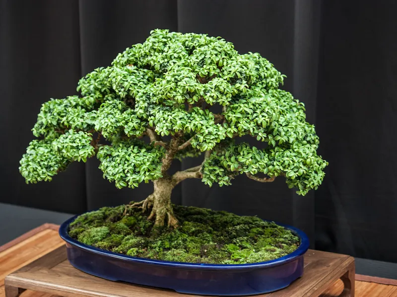 Bonsai tree