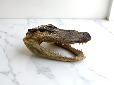 Crocodile head - no supports.