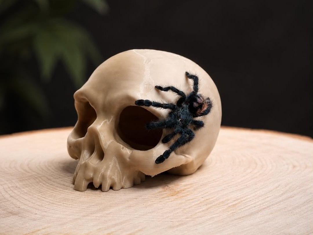 Hollow Old Skull Hide - Decorative Spider Cave