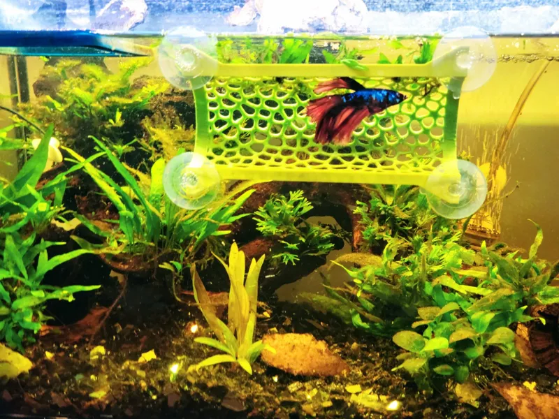 Betta Fish Tunnel Tank Mountable