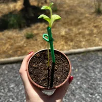 Tuteurs réglables pour tournesols — photo 3