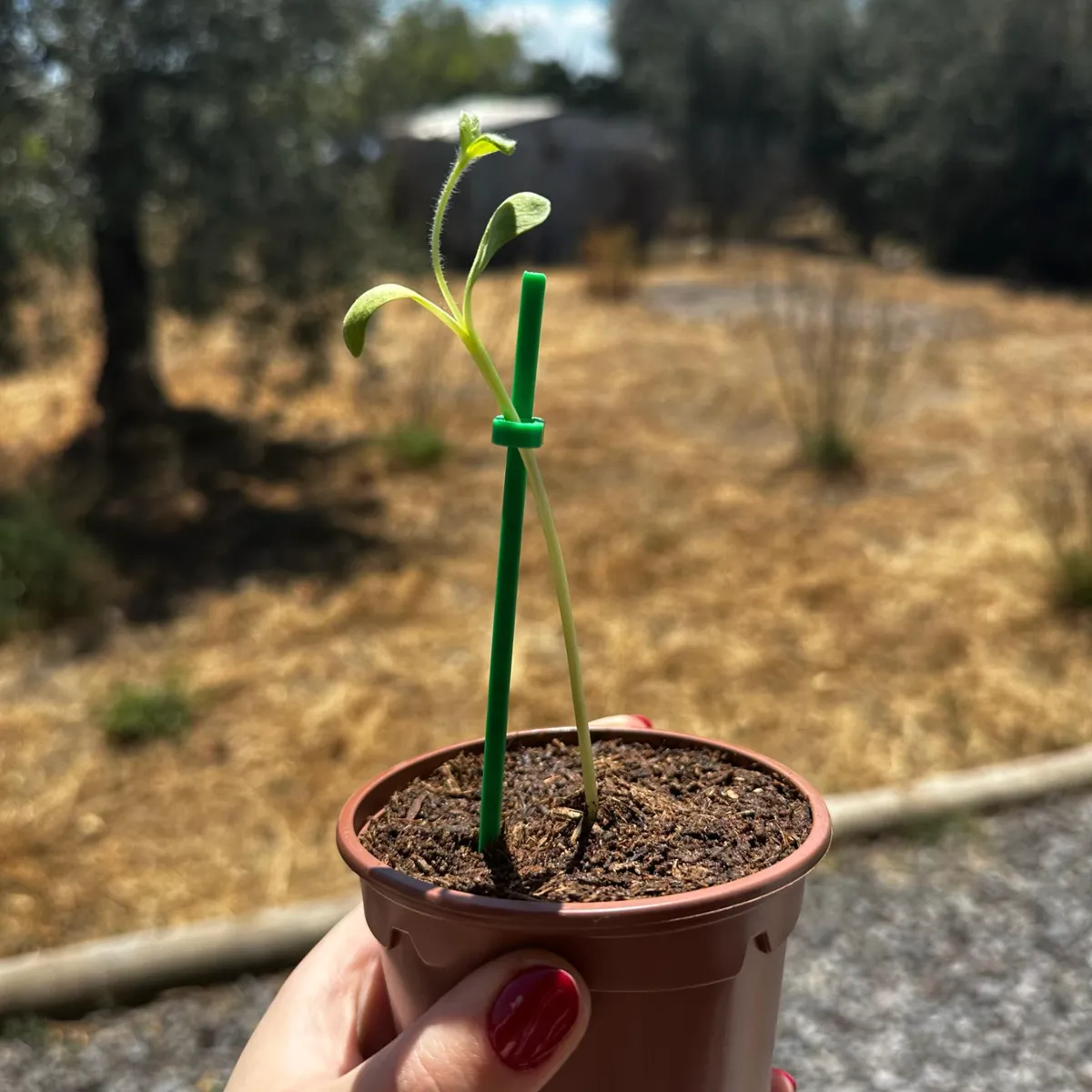 Tuteurs réglables pour tournesols