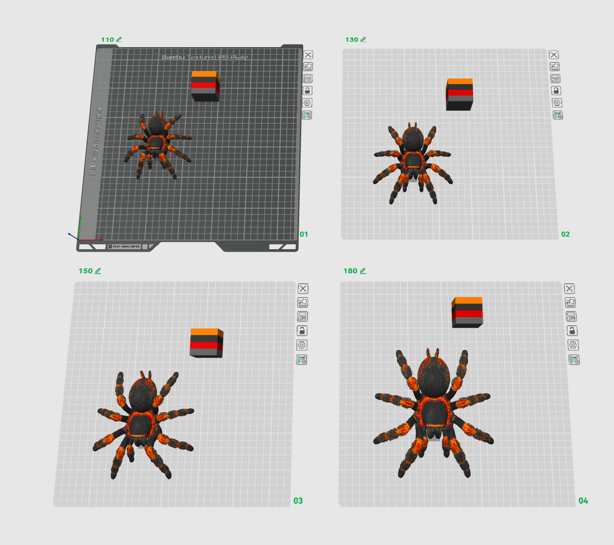 Mexican Red Knee Spider - 1
