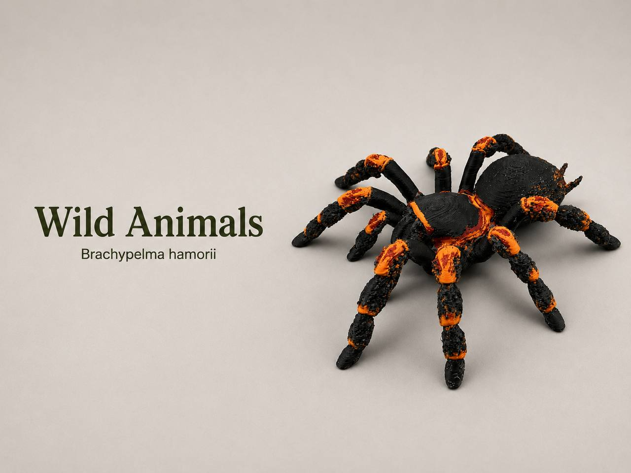 Mexican Red Knee Spider 3D model