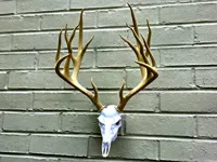 Fierce BAS Antler Set - 44% Scale, includes skull on plate 2