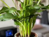 0.2mm layer, 3g, 15 min.