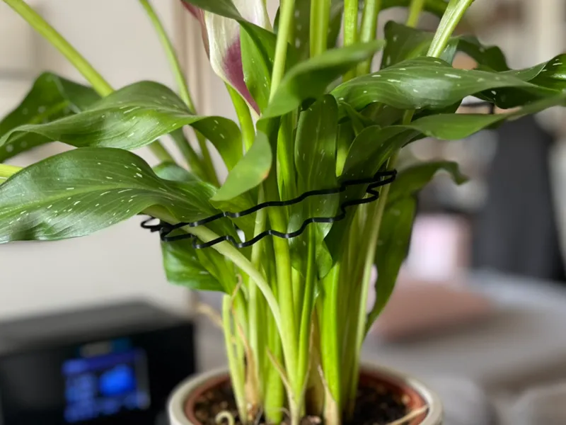Leaf plant support