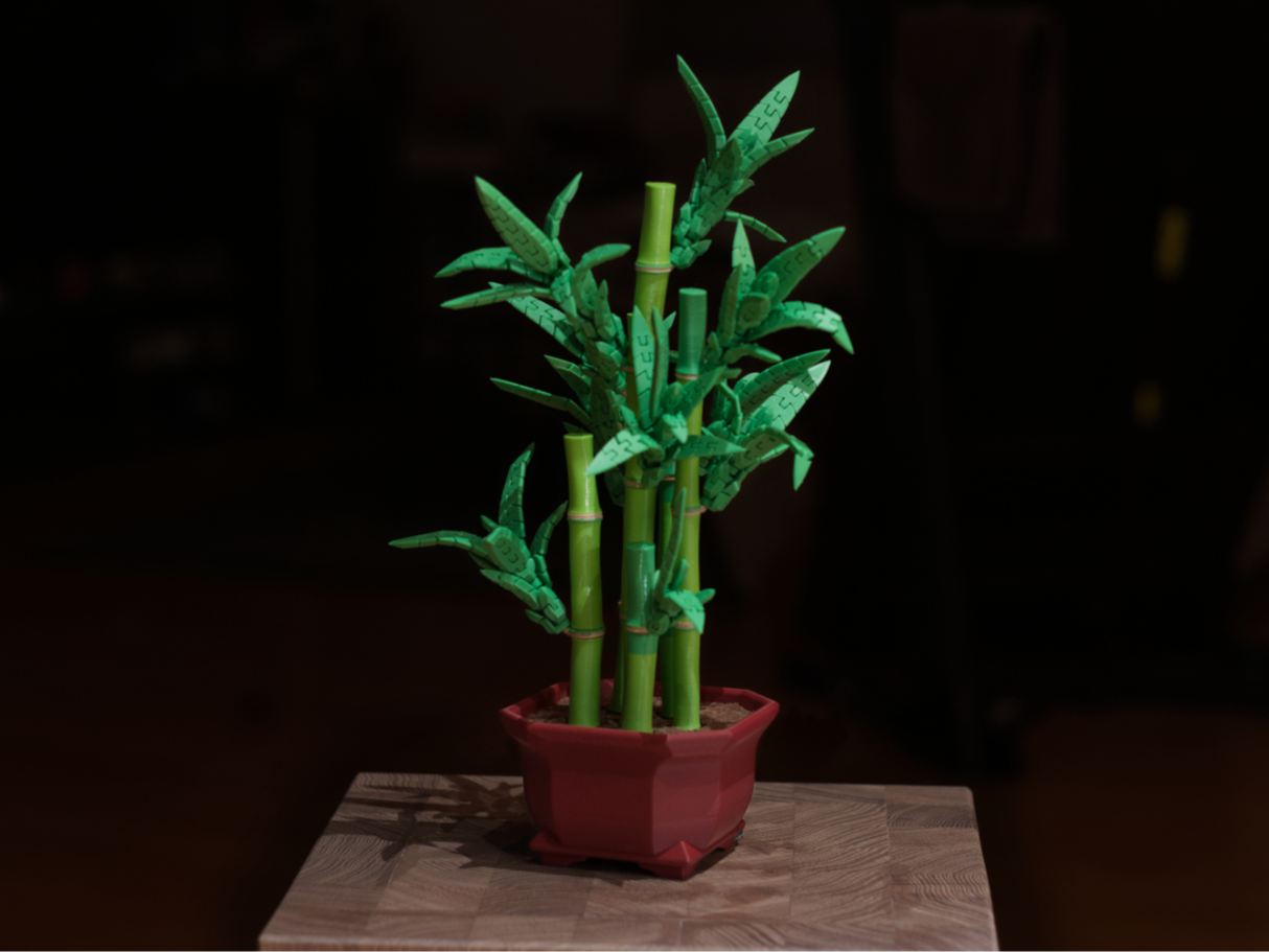Lucky Bamboo -FlexiPlants Garden Series