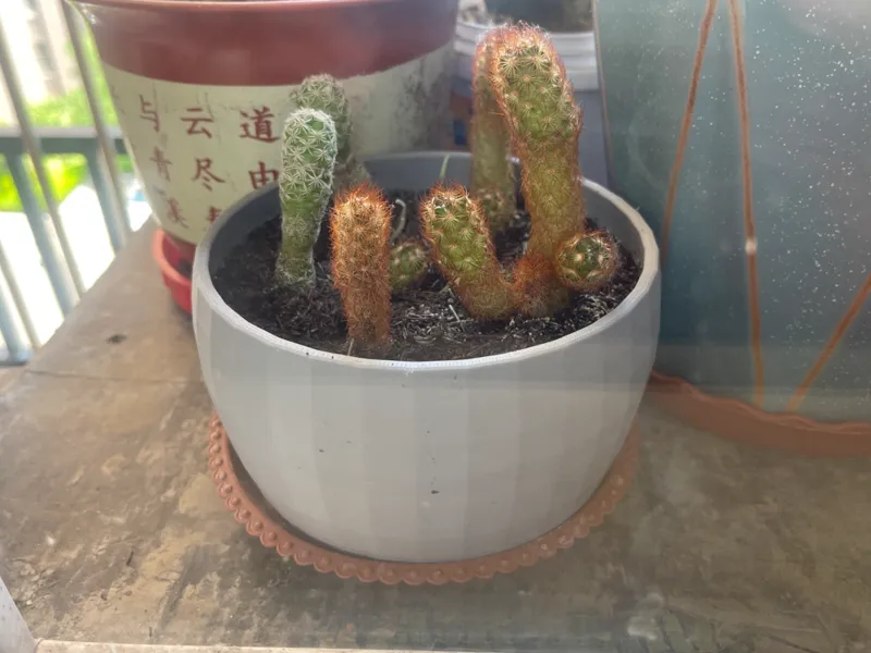 花盆