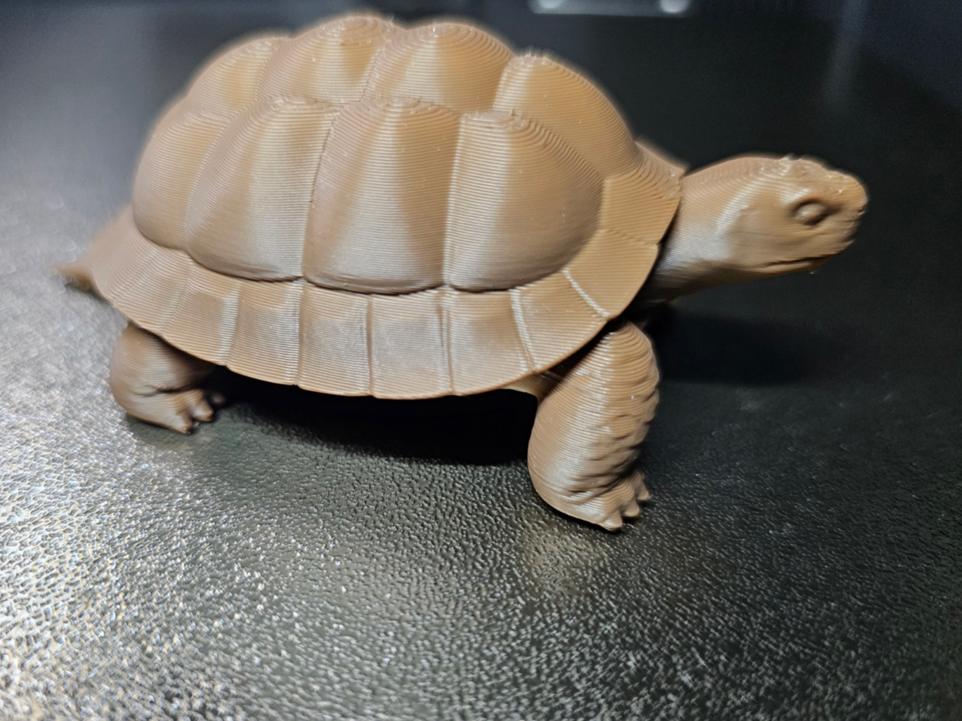 braune Spornschildkröte - Tiere aus aller Welt