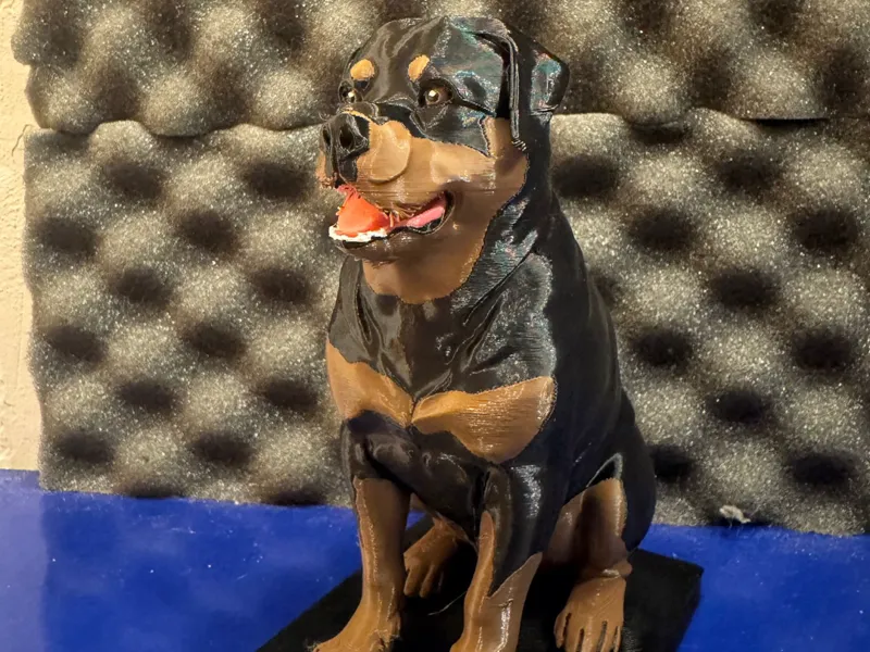 Rottweiler big