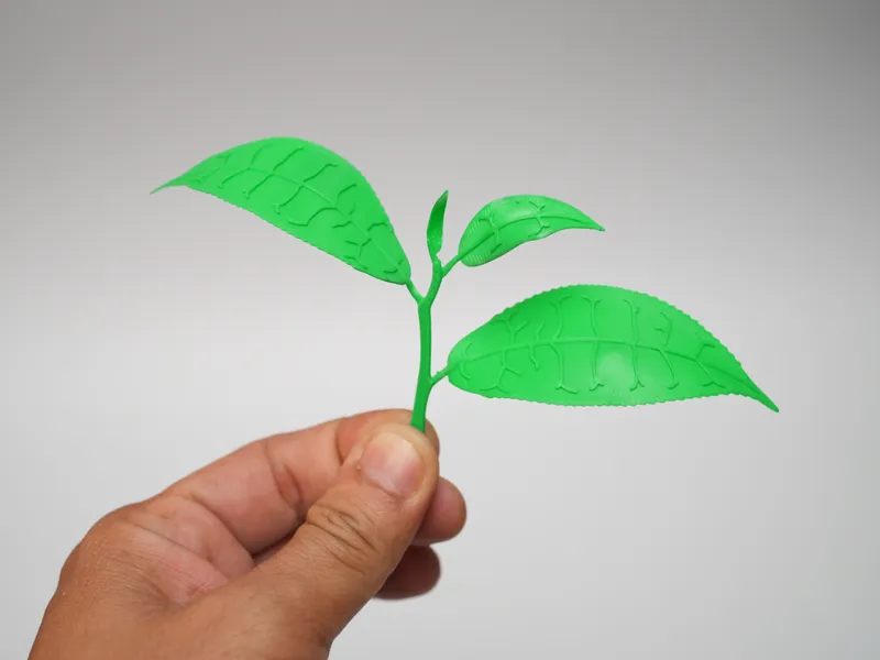 Japanese Green Tea Leaf Branch Tea Leaf Botanical