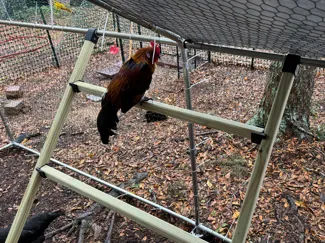Chicken Ladder