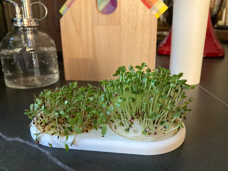 Kresse/Samen Brettchen<> Sprouts seeding plate