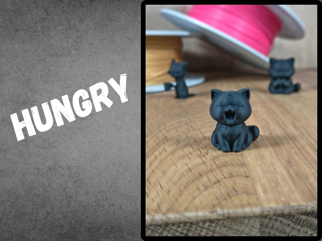 Hungry cat