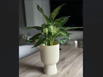 Elegant Modern Decorative Plant Vase