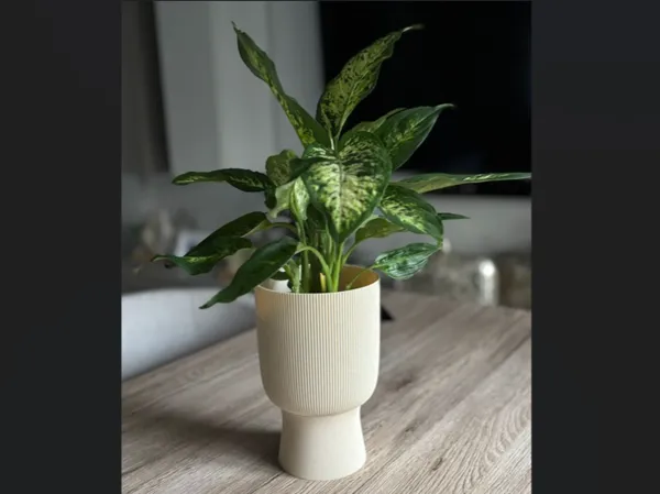 https://makerworld.bblmw.com/makerworld/model/USb32e889656559d/design/2025-06-22_e43fce1b8aa888.jpg