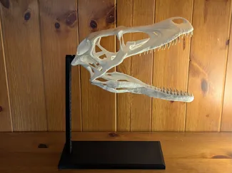 Velociraptor skull with display stand
