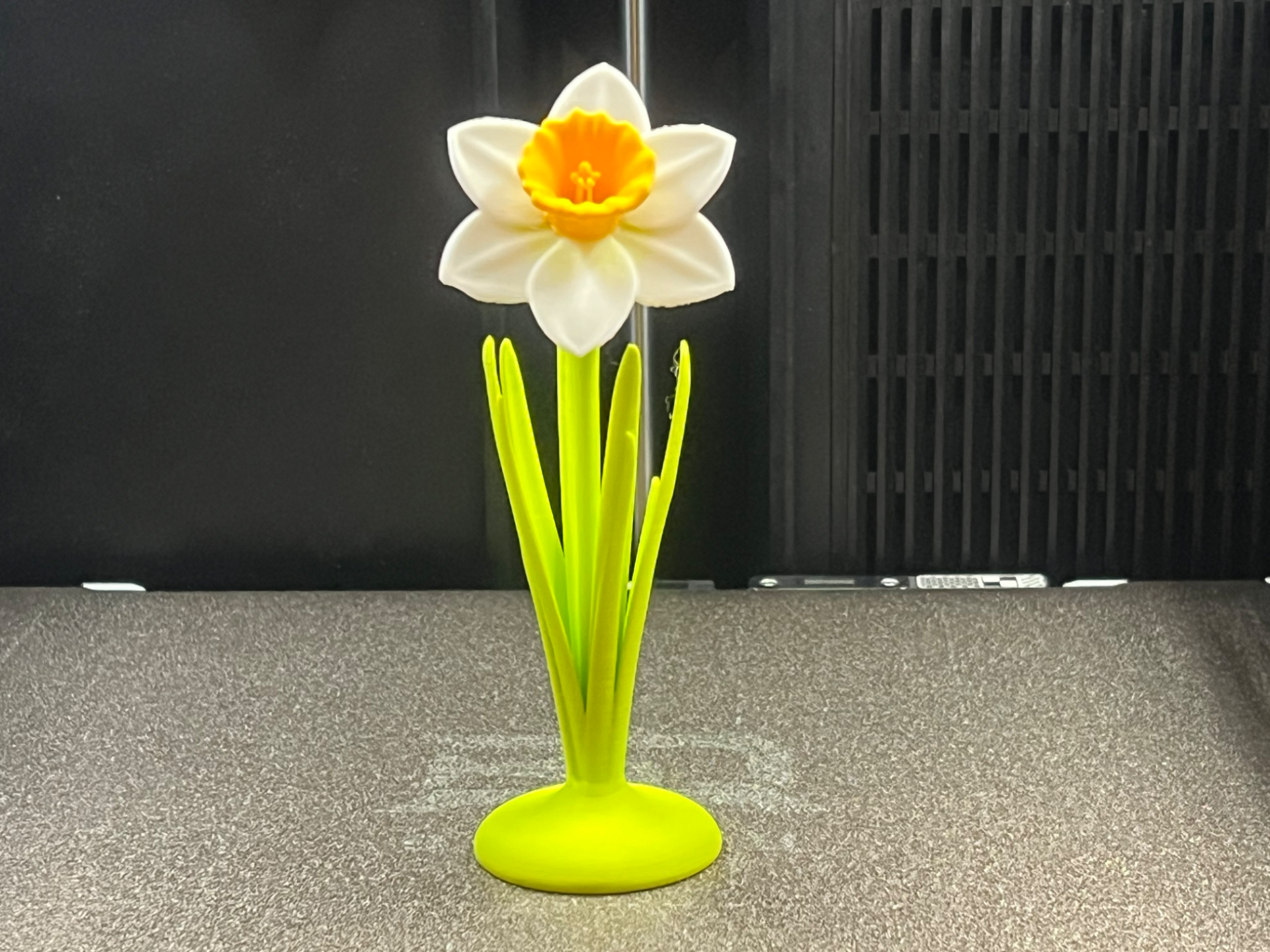 Spring Daffodil