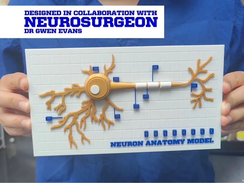 Interactive Neuron Anatomy Model
