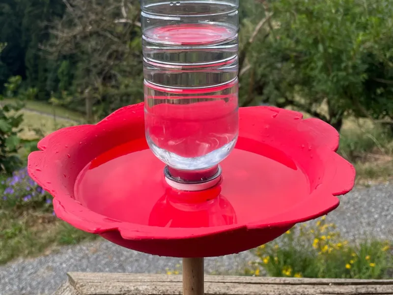 Bird bath 