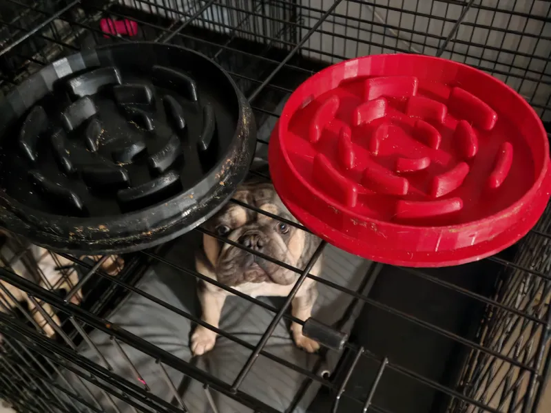 French Bulldog Adult slow feeder bowl V2