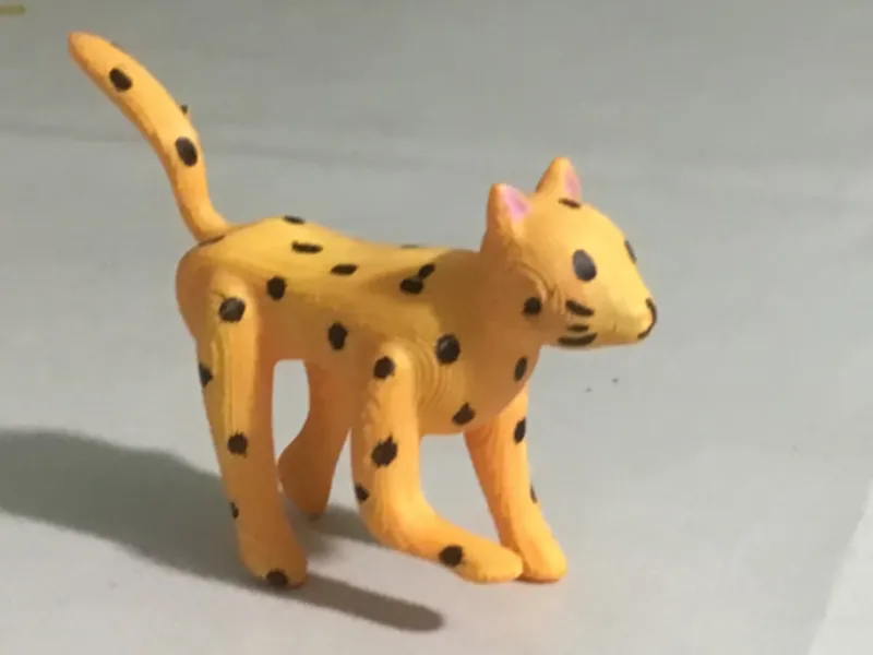 the wild cat