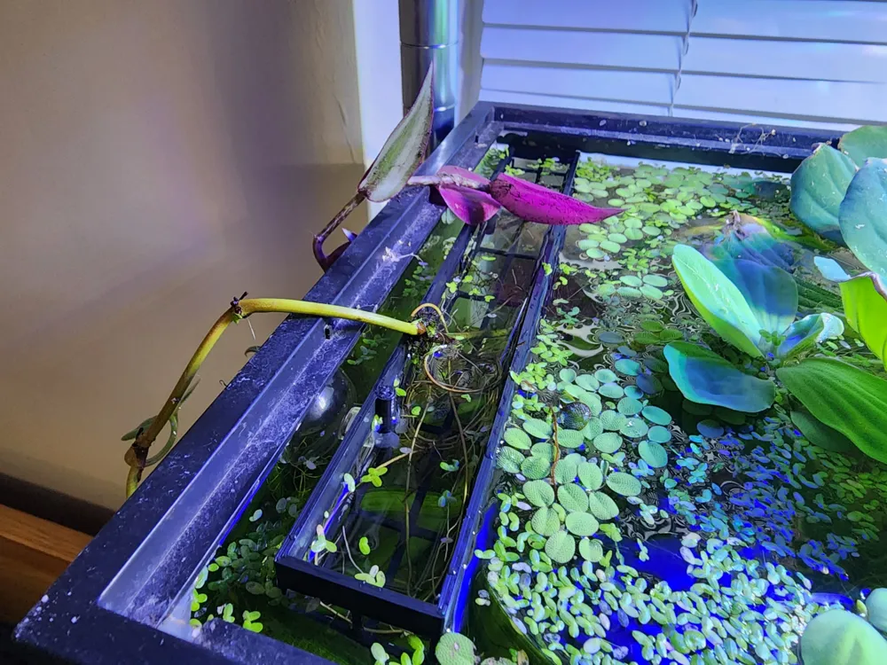 Aquarium plant basket by tealwisps MakerWorld