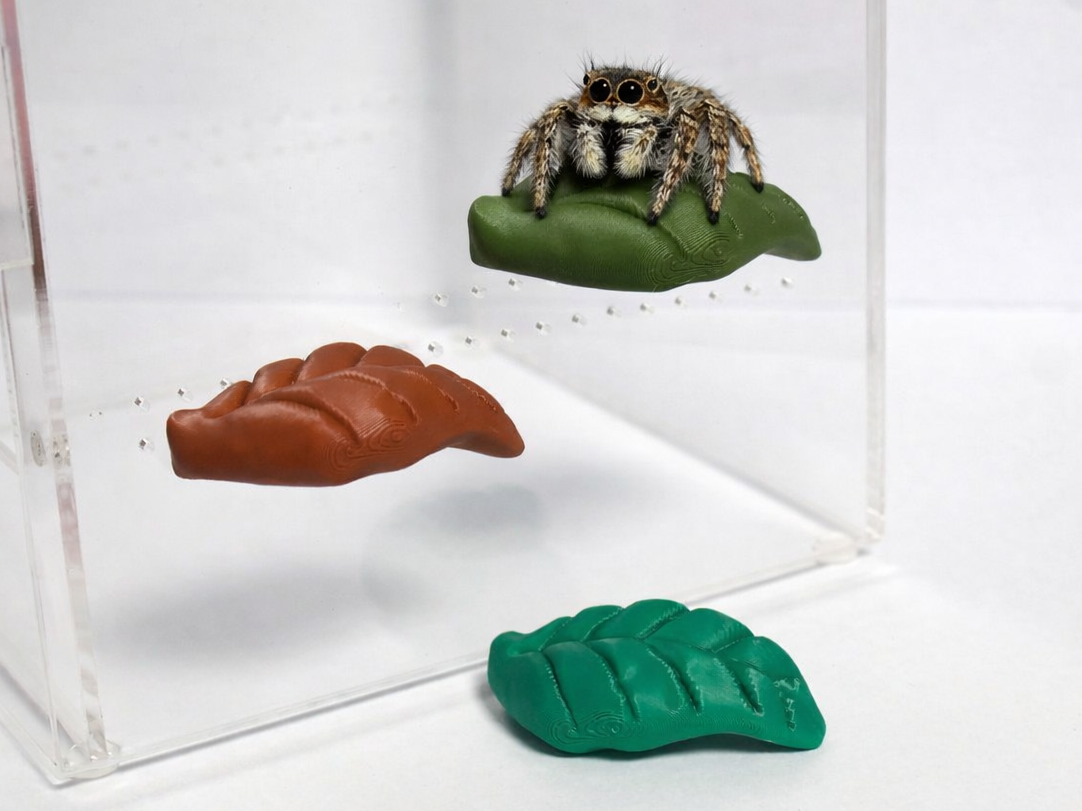 Jumping Spider Ledge – Cut Leaf Design