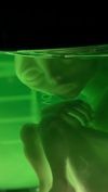 Alien_Hybrid