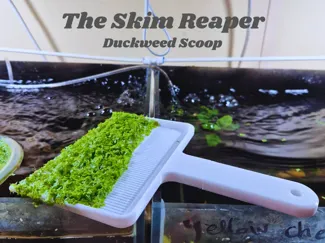 Duckweed Scoop