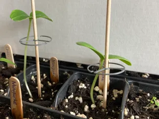 A trellis with skewers for growing plants
