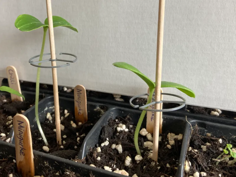 A trellis with skewers for growing plants