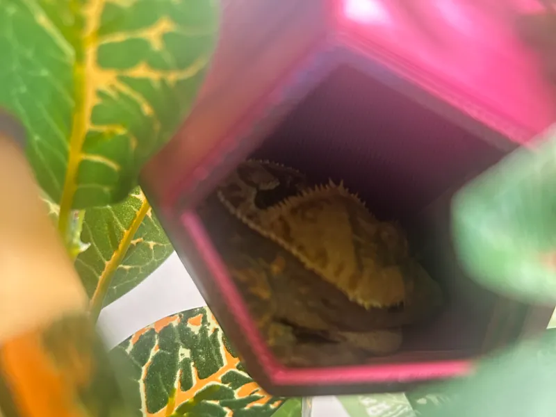 D20 Dodecahedron Bearded Dragon Terrarium Hide