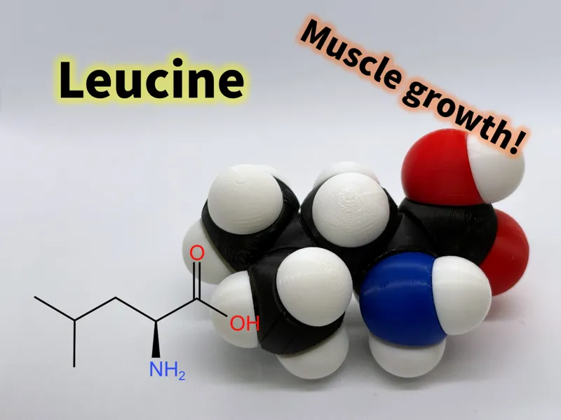 Leucine molfidget with rotatable bonds