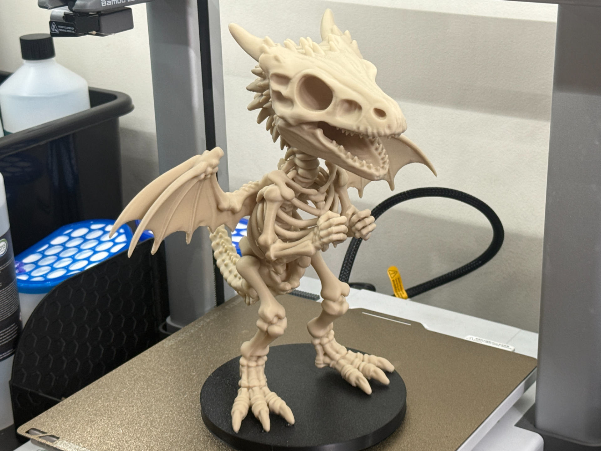 Baby Dragon Skeleton – 250mm Tall Display Model