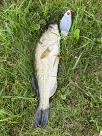 Leurre de pêche HyperShad (swimbait/glidebait) — photo 4