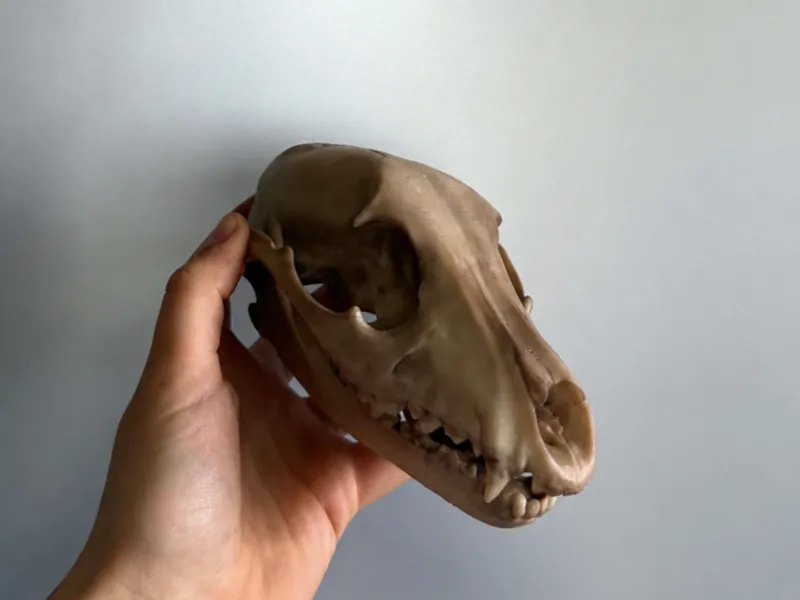 Fox skull and jaw 