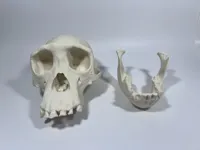 Crâne et mandibule de chimpanzé femelle adulte — photo 5
