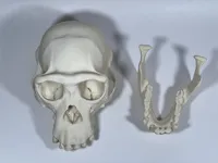 Crâne et mandibule de chimpanzé femelle adulte — photo 6