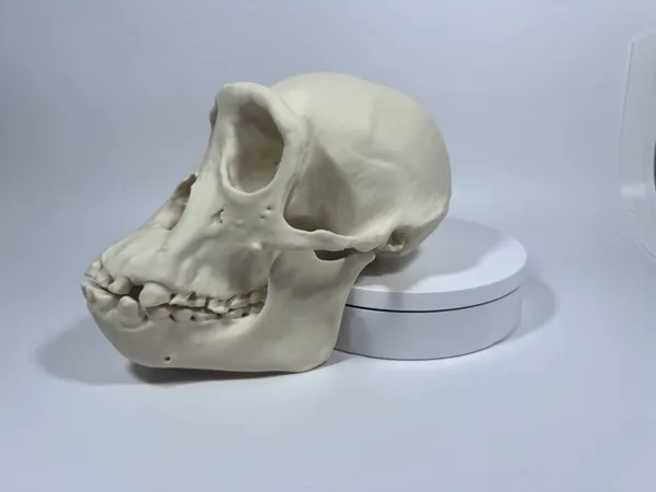 https://makerworld.bblmw.com/makerworld/model/USb4a26240e58287/design/2025-09-15_554baa44cde328.jpg