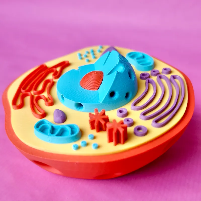 Animal Cell