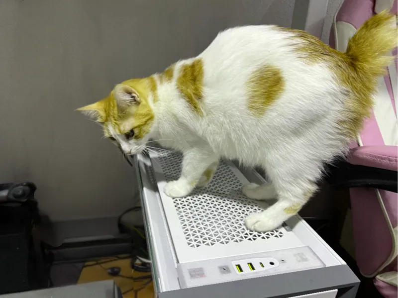 PROTECT PC FROM CAT Corsair 5000D button cover