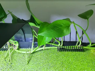 Aquarium Pothos Rack (Short)